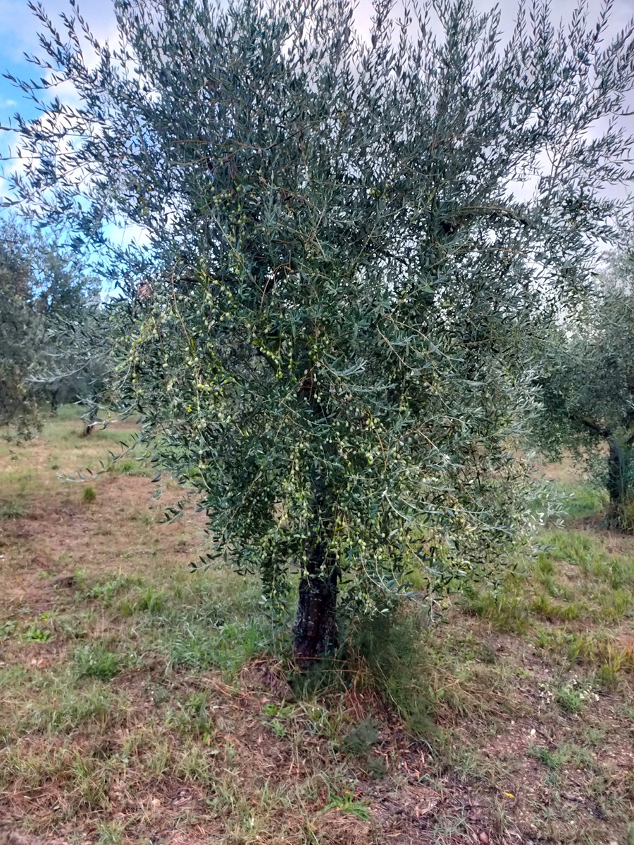 Fattoria del colle