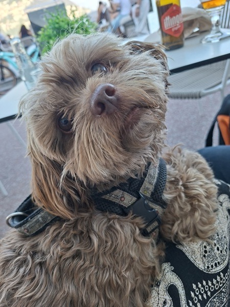 Ricci, unser Bolonka